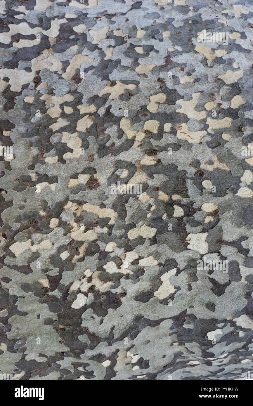 pied bark of a plane tree Stock Photo