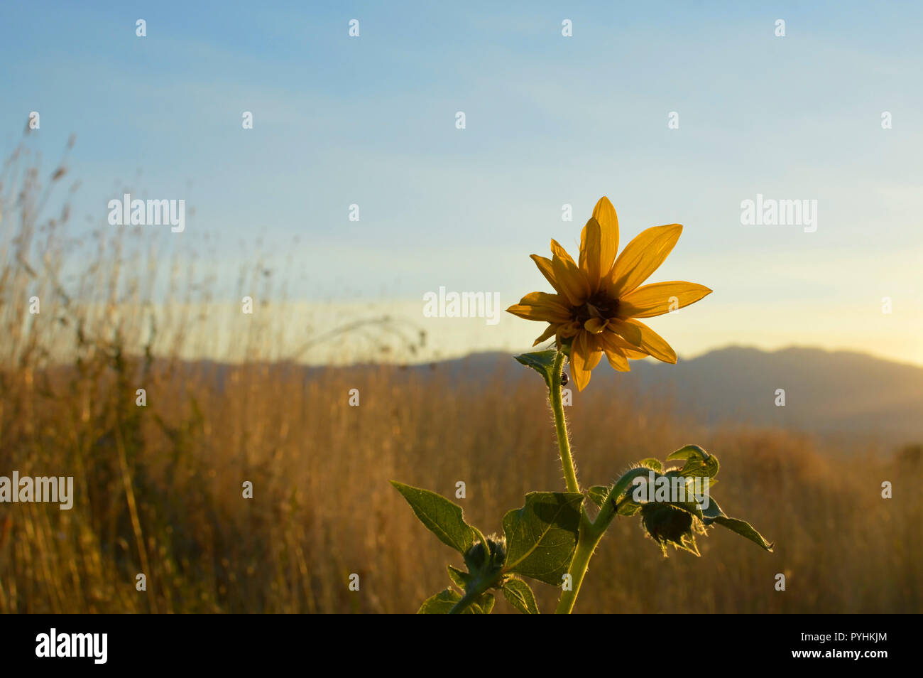 A sunset coming over the mountain lighting up a golden sunflower in a ...