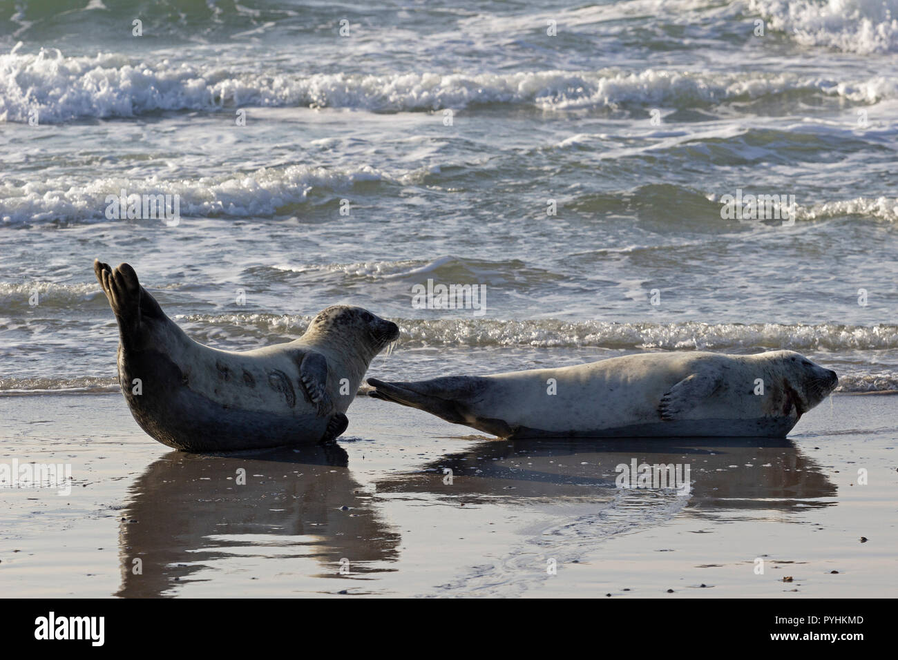 seals on the Duene (Dune), Heligoland, Schleswig-Holstein, Germany Stock Photo