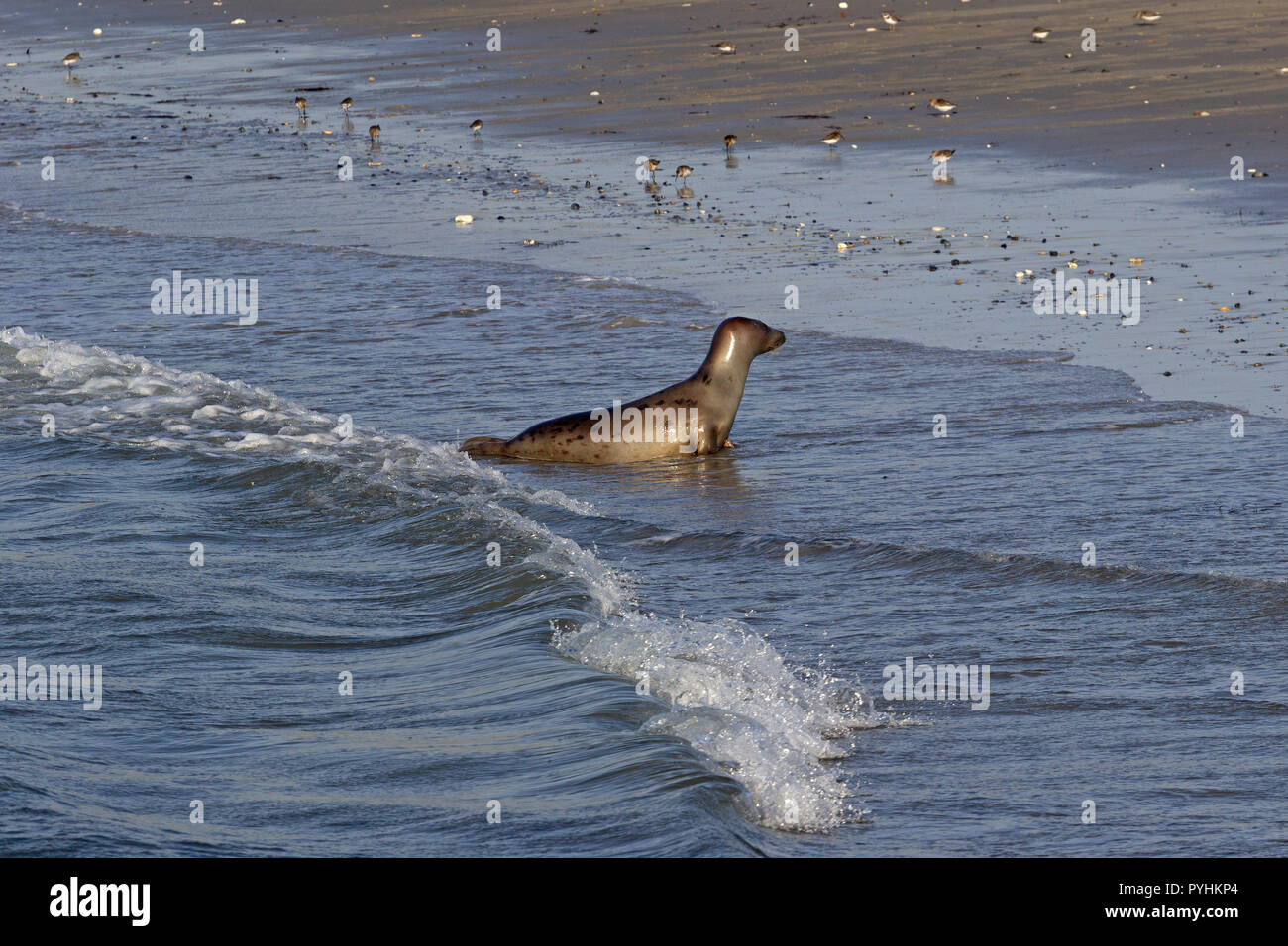 seal on the Duene (Dune), Heligoland, Schleswig-Holstein, Germany Stock Photo