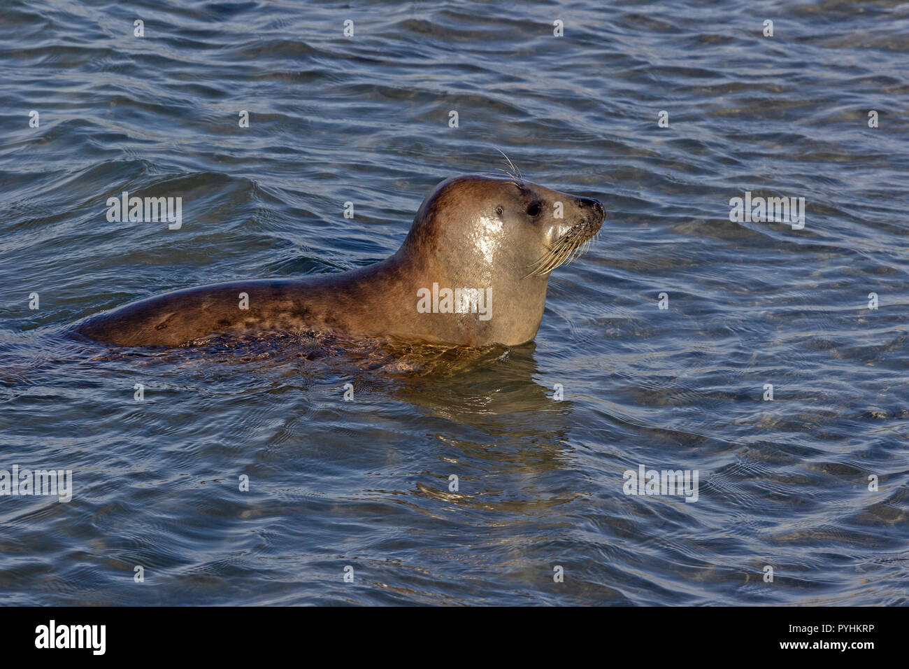 seal off the Duene (Dune), Heligoland, Schleswig-Holstein, Germany Stock Photo