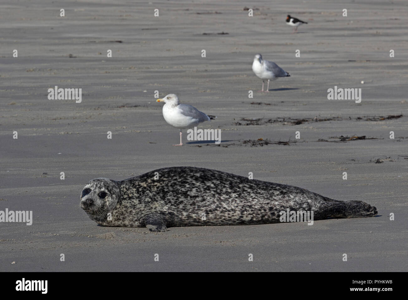 seal on the Duene (Dune), Heligoland, Schleswig-Holstein, Germany Stock Photo