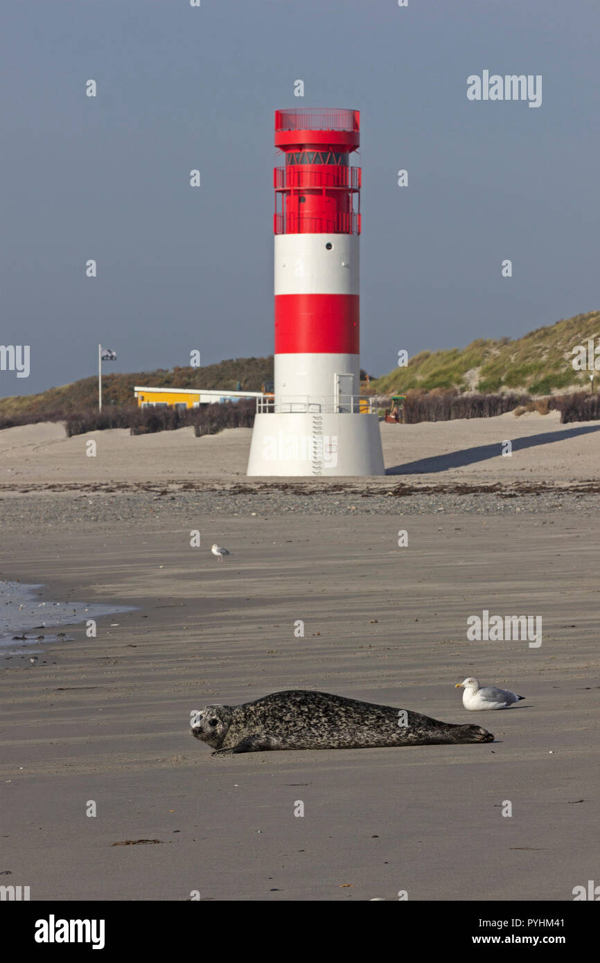 seal in front of the lighthouse, Duene (dune), Heligoland, Schleswig-Holstein, Germany Stock Photo