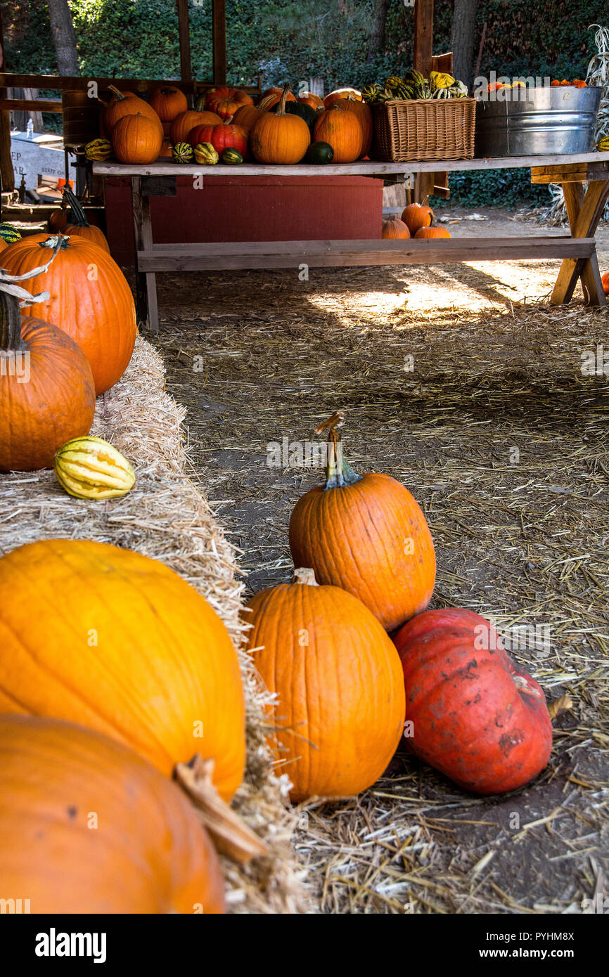 A number of different sized pumpkins for sale Oak Glen, California, U