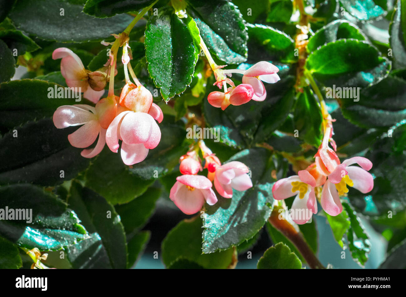 Begonia fuchsioides also called Fuchsia Begonia are a summer flowering Begonia with small pink flowers. Best grown indoors at 15-20o C . Stock Photo