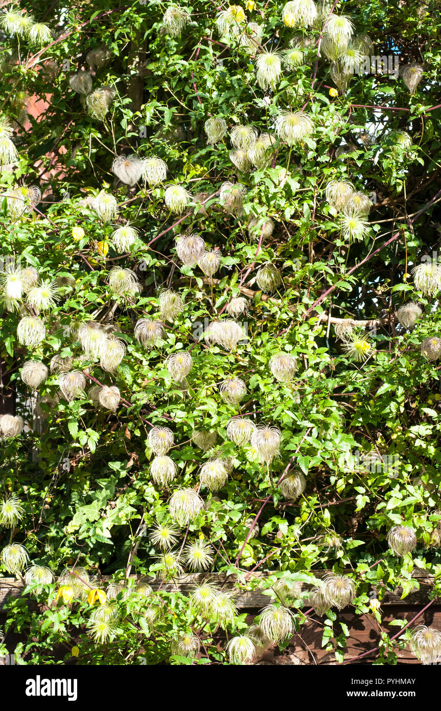 Seedheads of Clematis tangutica . This is a yellow flowered climber and  f flowers from mid summer till late autumn when the silky seedheads appear . Stock Photo