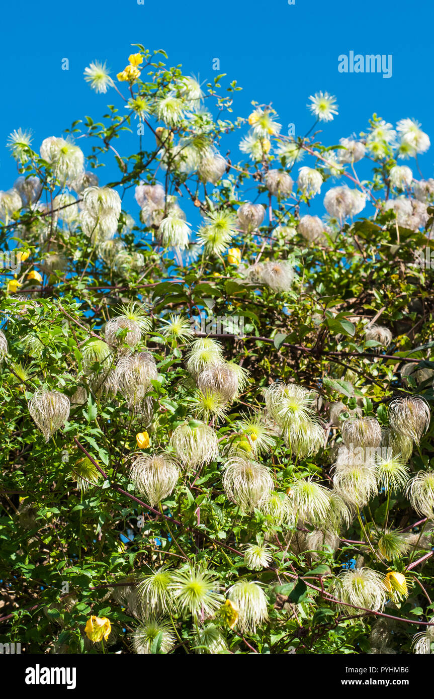 Seedheads of Clematis tangutica . This is a yellow flowered climber and  f flowers from mid summer till late autumn when the silky seedheads appear . Stock Photo