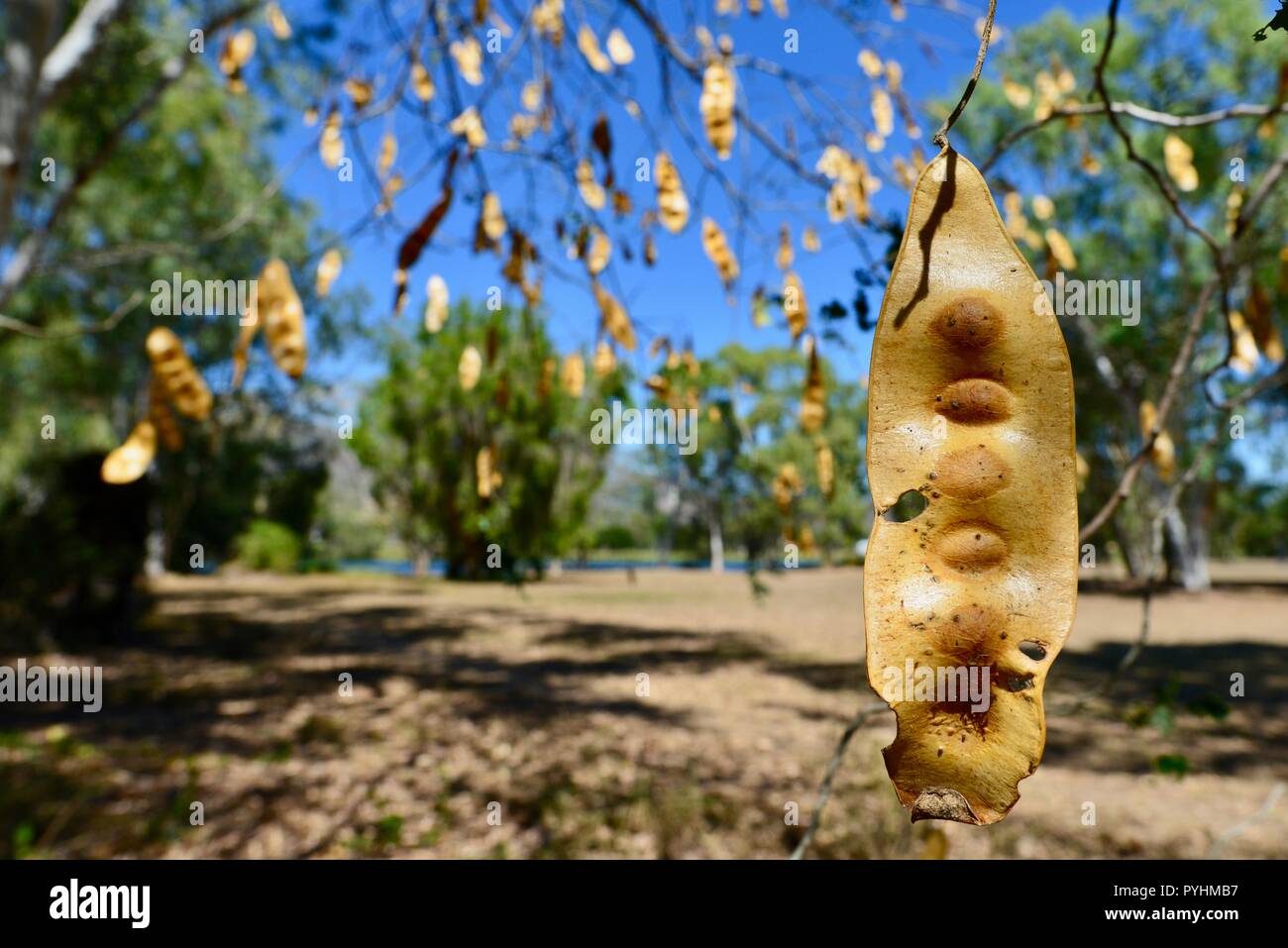 The dried yellow seed pods of Indian siris Albizia lebbeck, Riverview park, Ross river area, Townsville, QLD, Australia Stock Photo