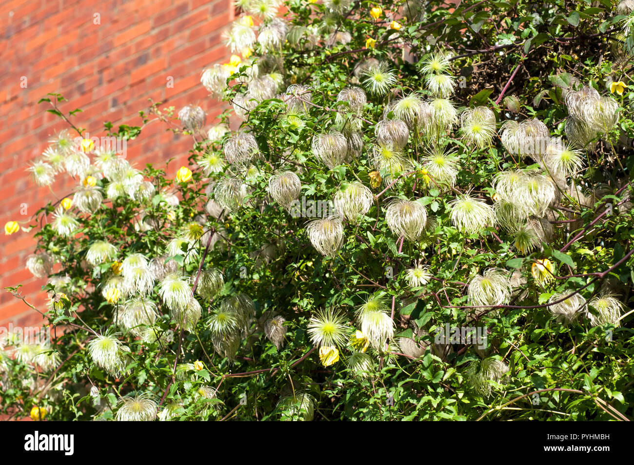 Seedheads of Clematis tangutica . This is a yellow flowered climber and   flowers from mid summer till late autumn when the silky seedheads appear . Stock Photo