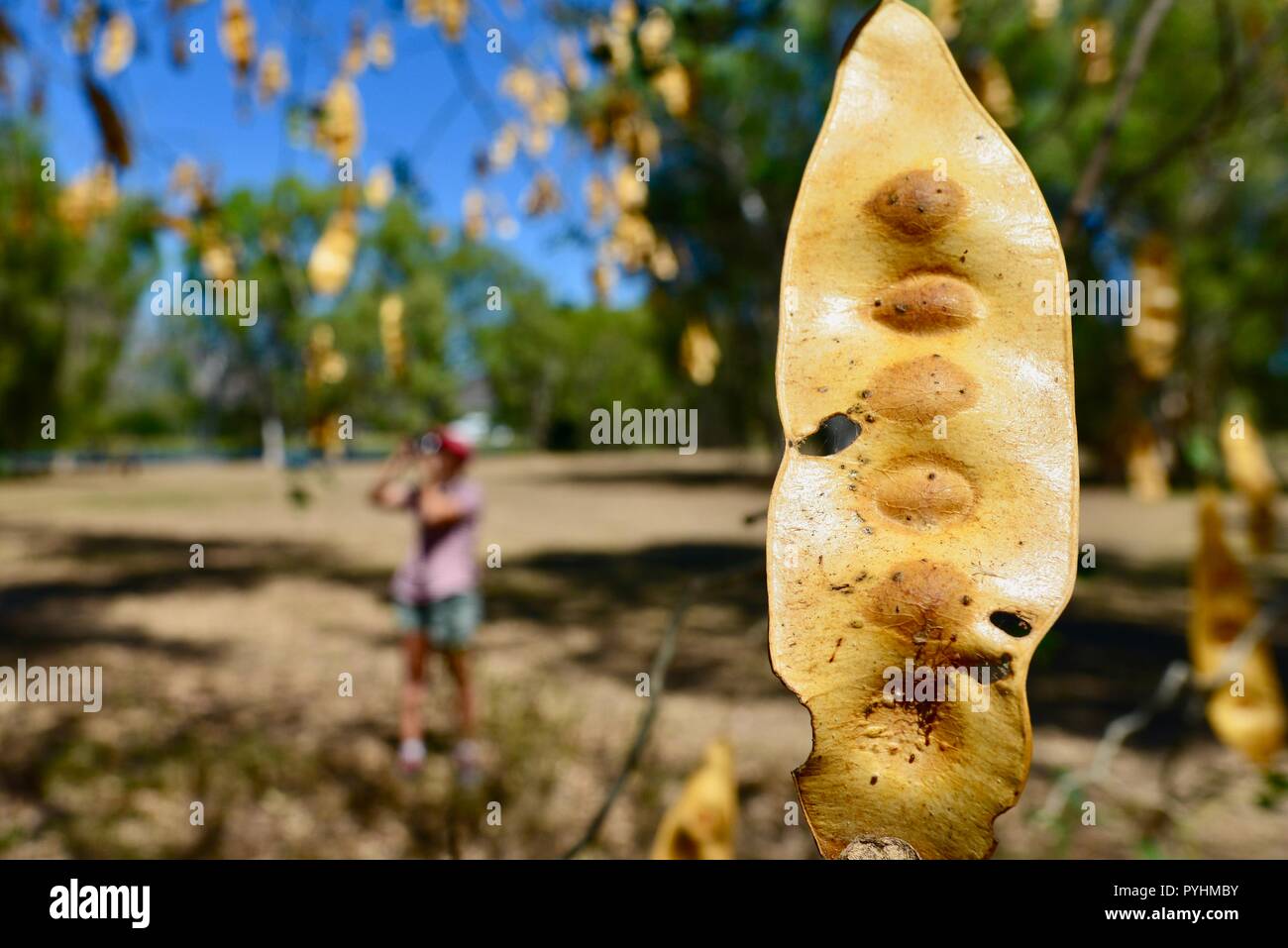 The dried yellow seed pods of Indian siris Albizia lebbeck,Ross river area, Townsville, QLD, Australia Stock Photo