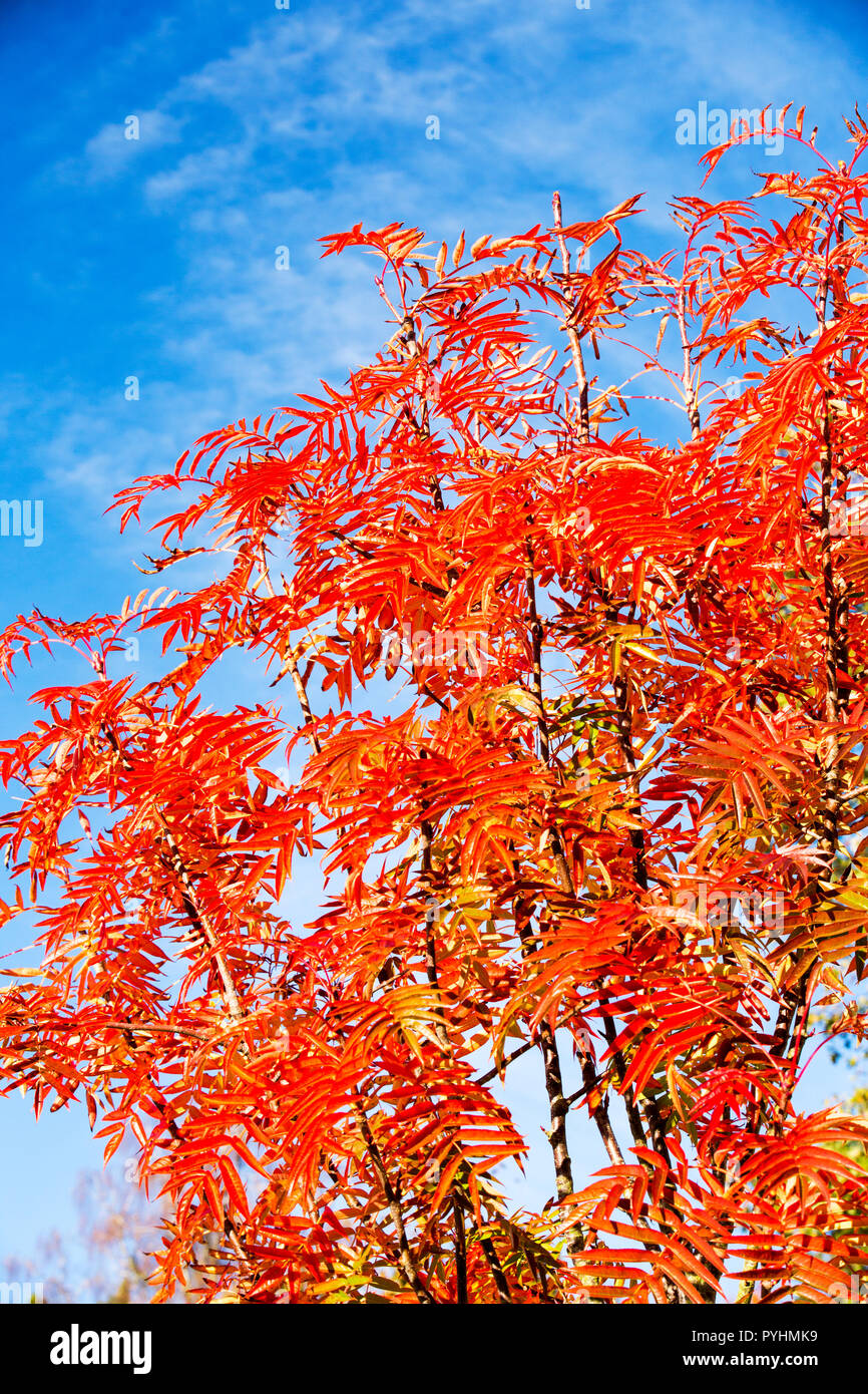 Kaltaklangan mushuklar Konulu rus seks porno