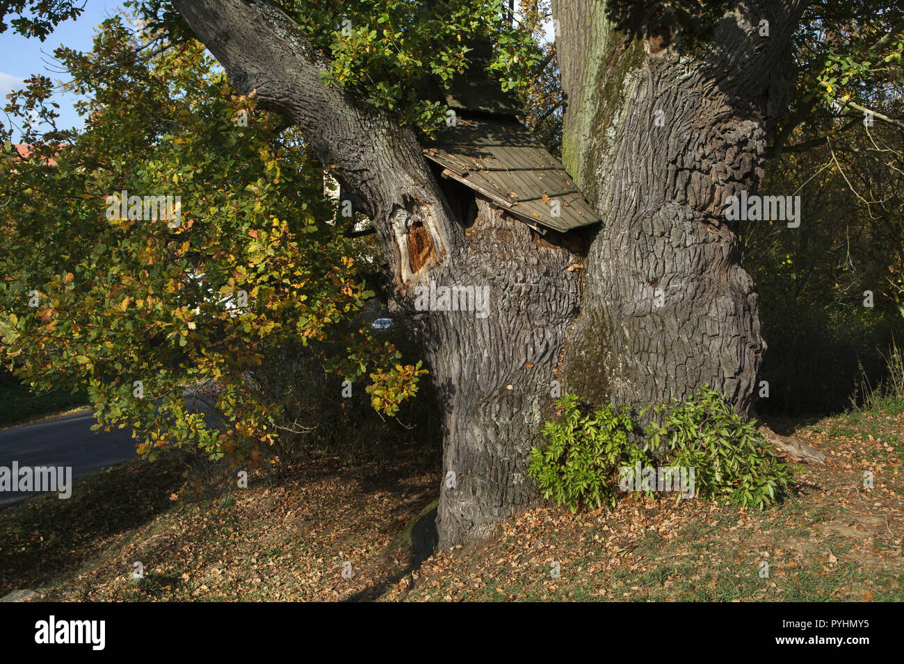 Kladruby Oak, also known as the Tree of Life (Strom života) near the Kladruby Monastery (Klášter Kladruby) in Kladruby near Tachov in West Bohemia, Czech Republic. This European oak (Quercus robur) is known as one of the oldest trees in the region, it probably remembers the siege of the monastery by the Hussites in 1421. Stock Photo