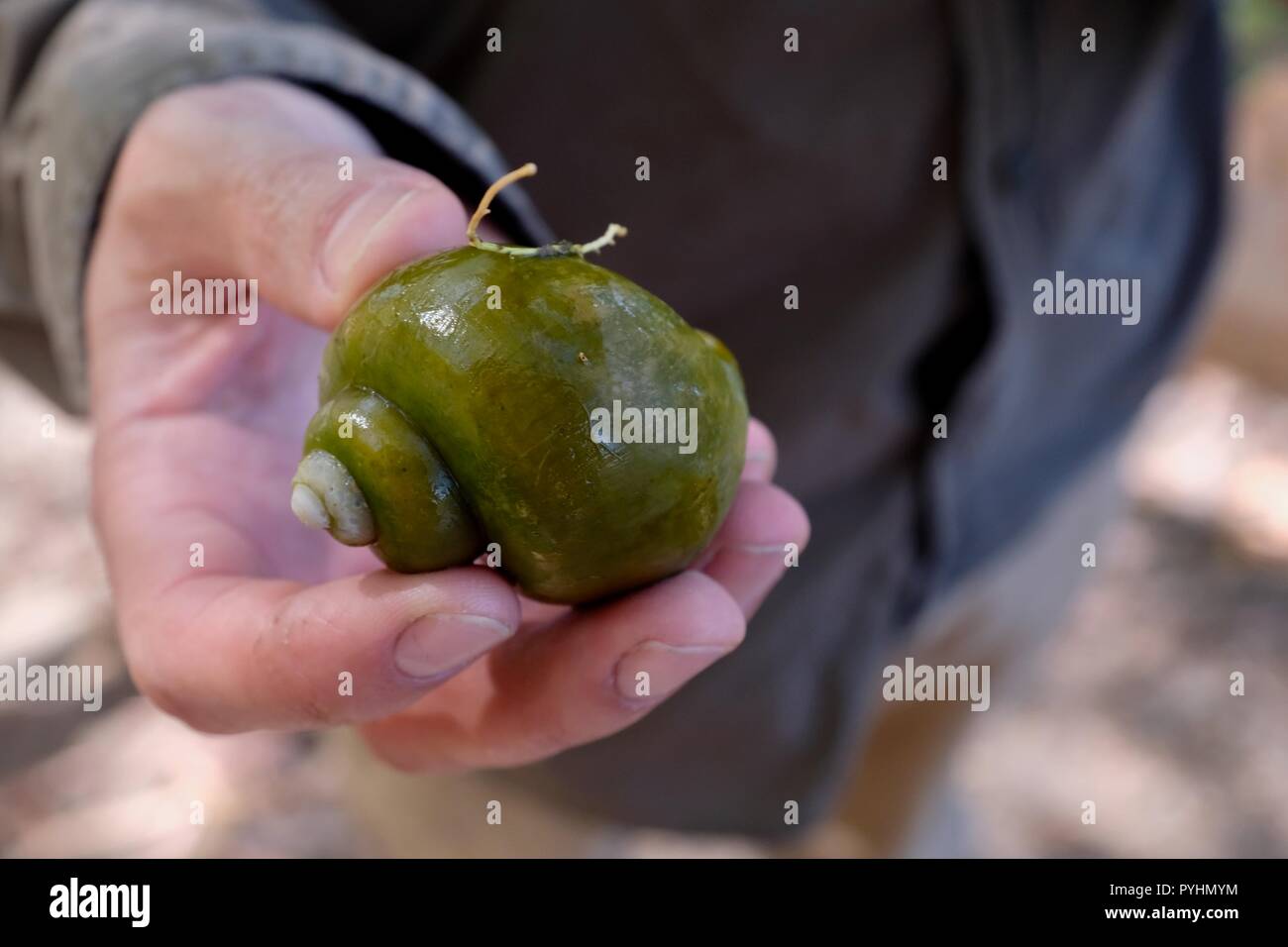 Pomacea diffusa, common name the spiketopped apple snail, Large