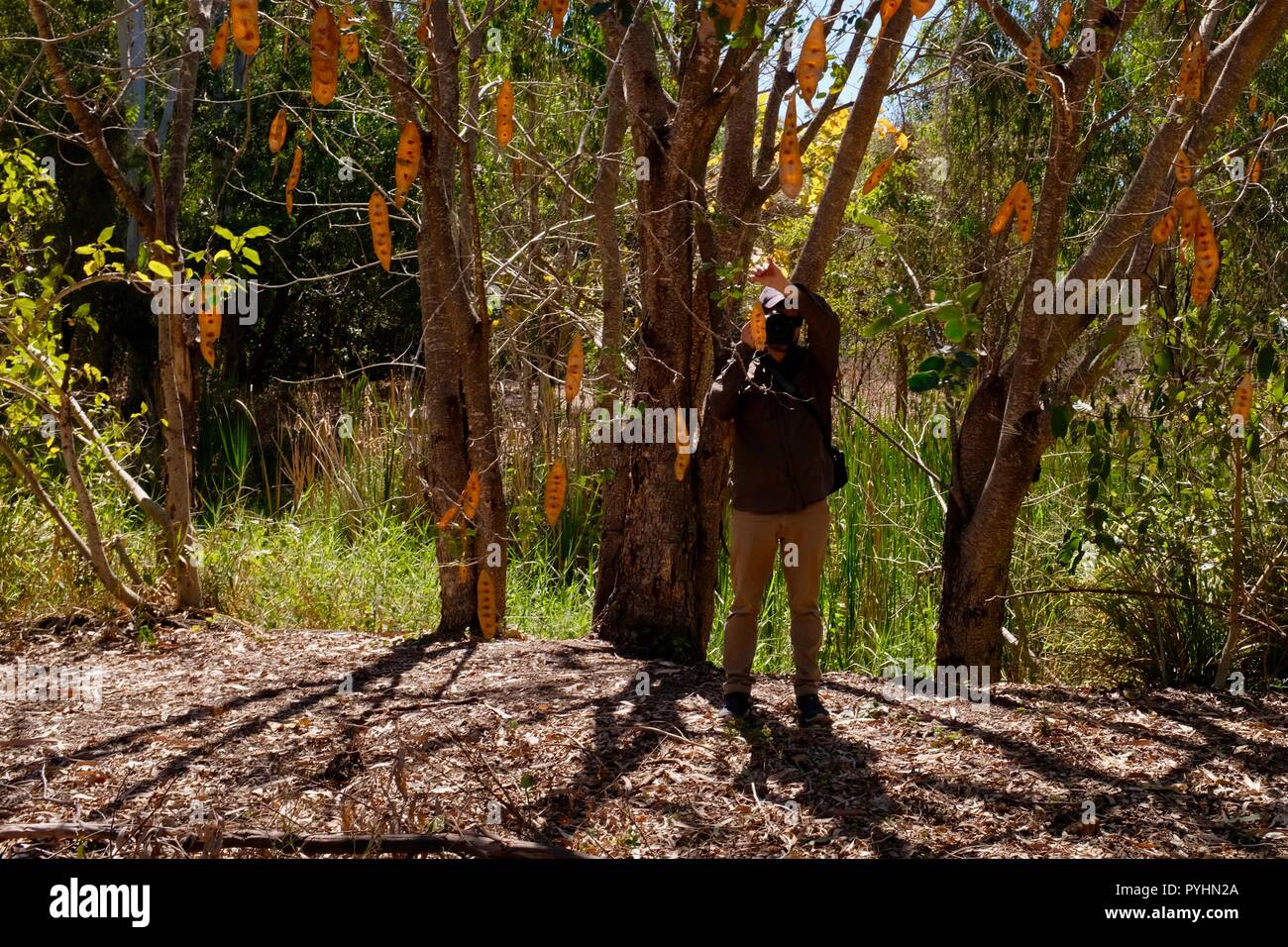 A man standing next to an Indian siris Albizia lebbeck tree stand,Ross river area, Townsville, QLD, Australia Stock Photo
