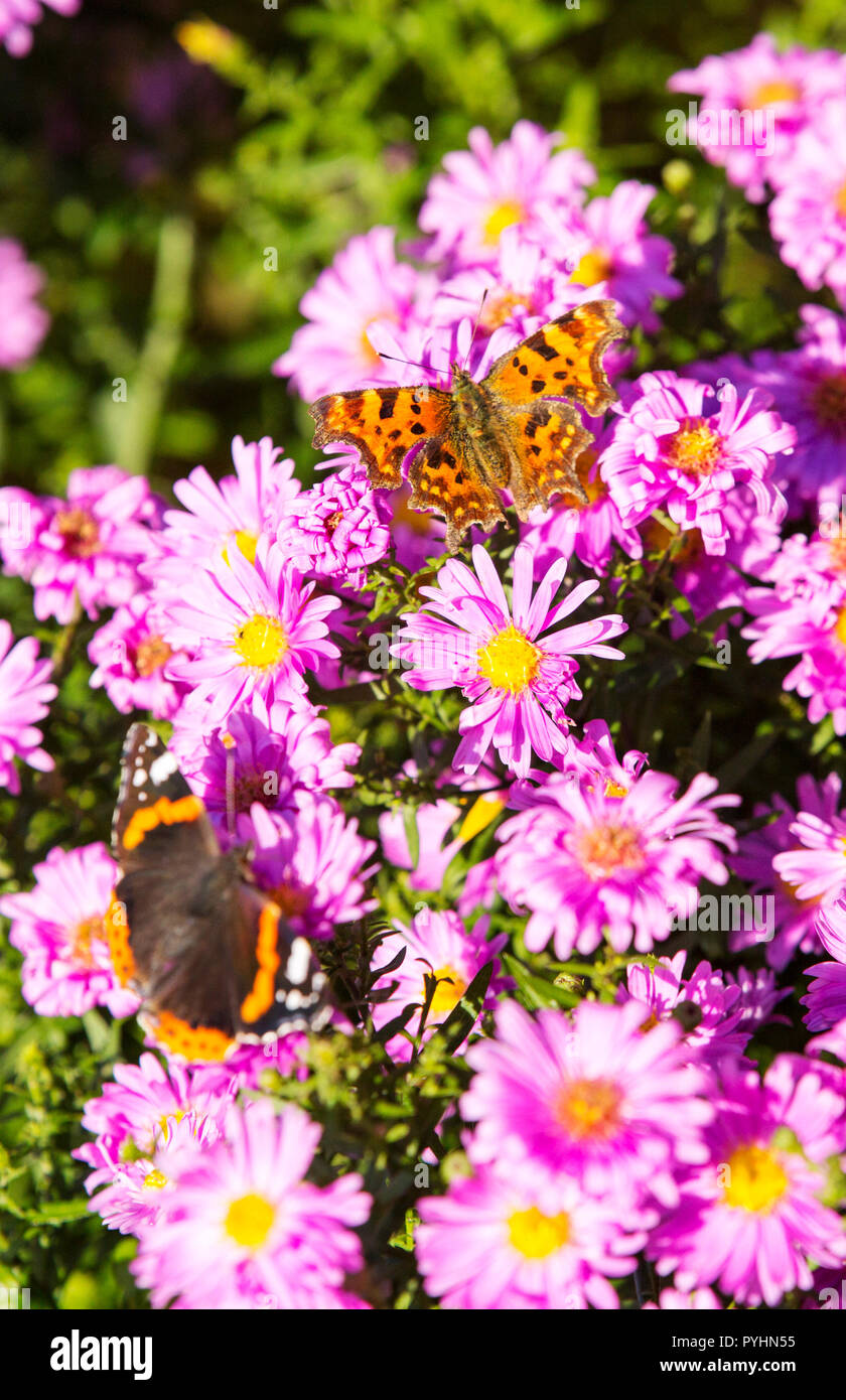 A Comma butterfly (Polygonia c-album) and Red Admiral (Vanessa atalanta) feeding on flowers in Holehird Gardens, Windermere, UK. Stock Photo