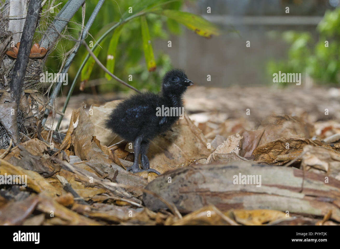 Buff Banded Rail High Resolution Stock Photography and Images - Alamy