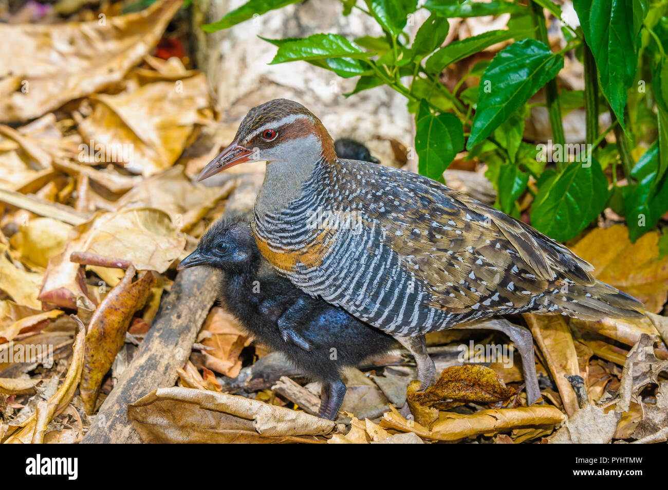 Buff-banded Rail mother, on an offshore Pacific island, exploring and feeding through the leaf litter habitat with its brood of hatchlings. Stock Photo