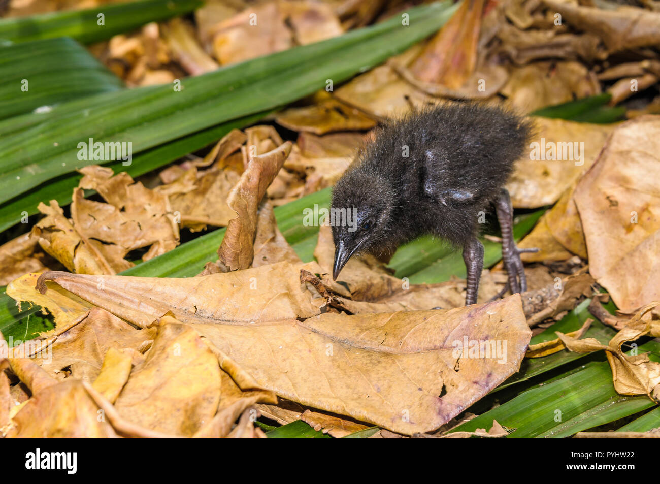 Temporarily abandoned Buff-banded Rail sooty-black hatchlings wander the  leaf litter in search of an insect feast and its mother and sibling chicks  Stock Photo - Alamy
