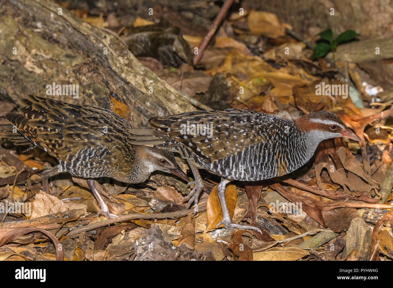 Two paired buff-banded Rails search the leaf litter for insects on Green Island off the coast of Cairns, in Far North Queensland in Australia. Stock Photo