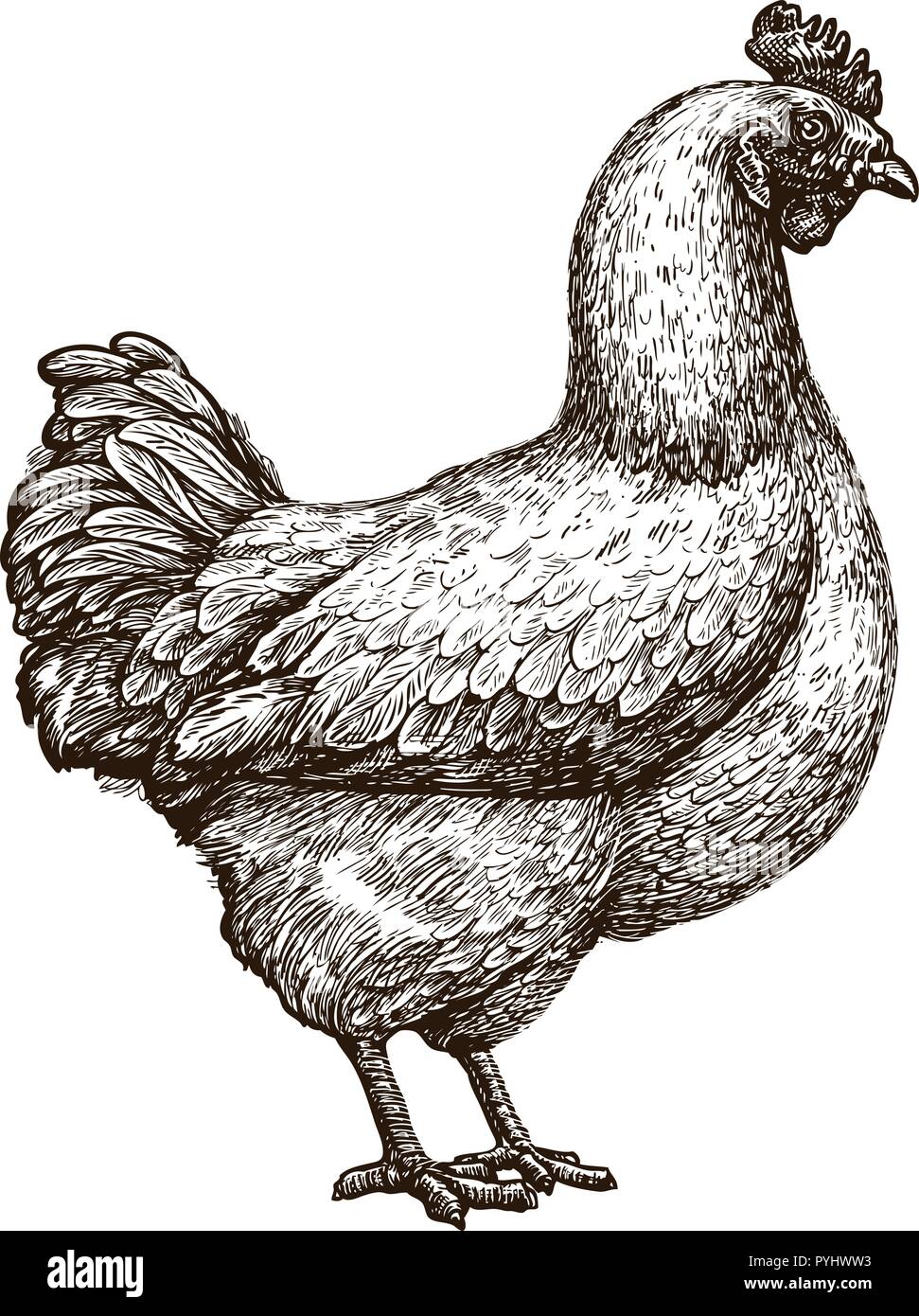 Cock sketch Rooster vintage drawing Vector illustration of cockerel  Stock Vector Vector And Low Budget Royalty Free Image Pic ESY058816400   agefotostock