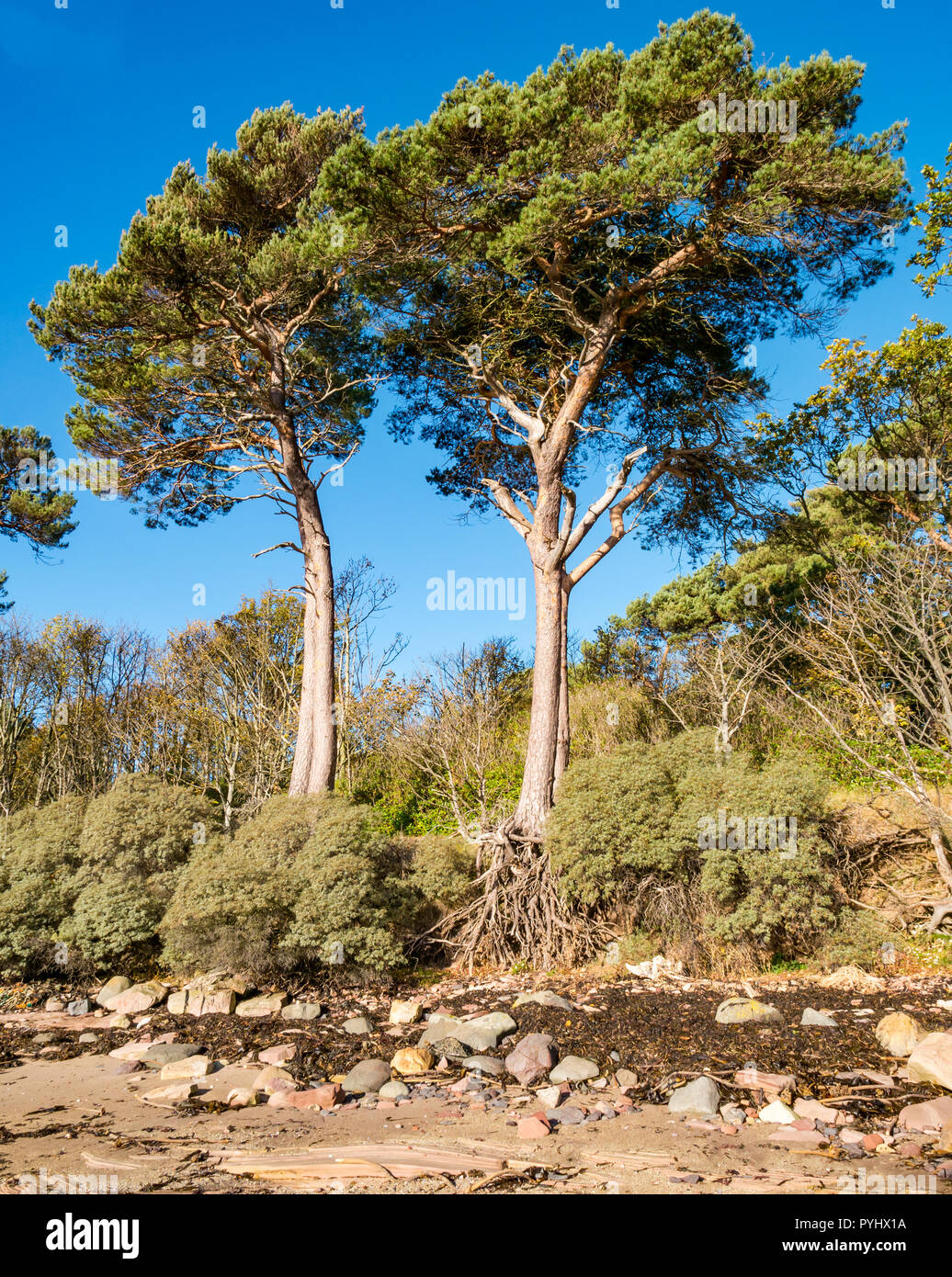 Tall Scots pine trees against blue sky with exposed roots, East Lothian coast, Scotland, UK Stock Photo