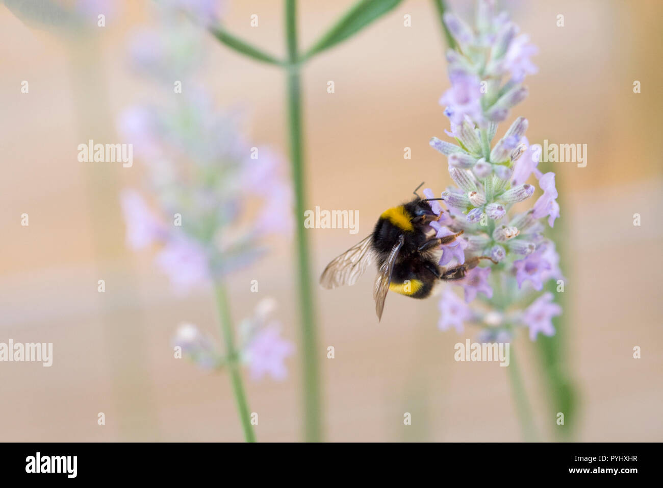 Macro shot of a bee on a lavender sprig Stock Photo