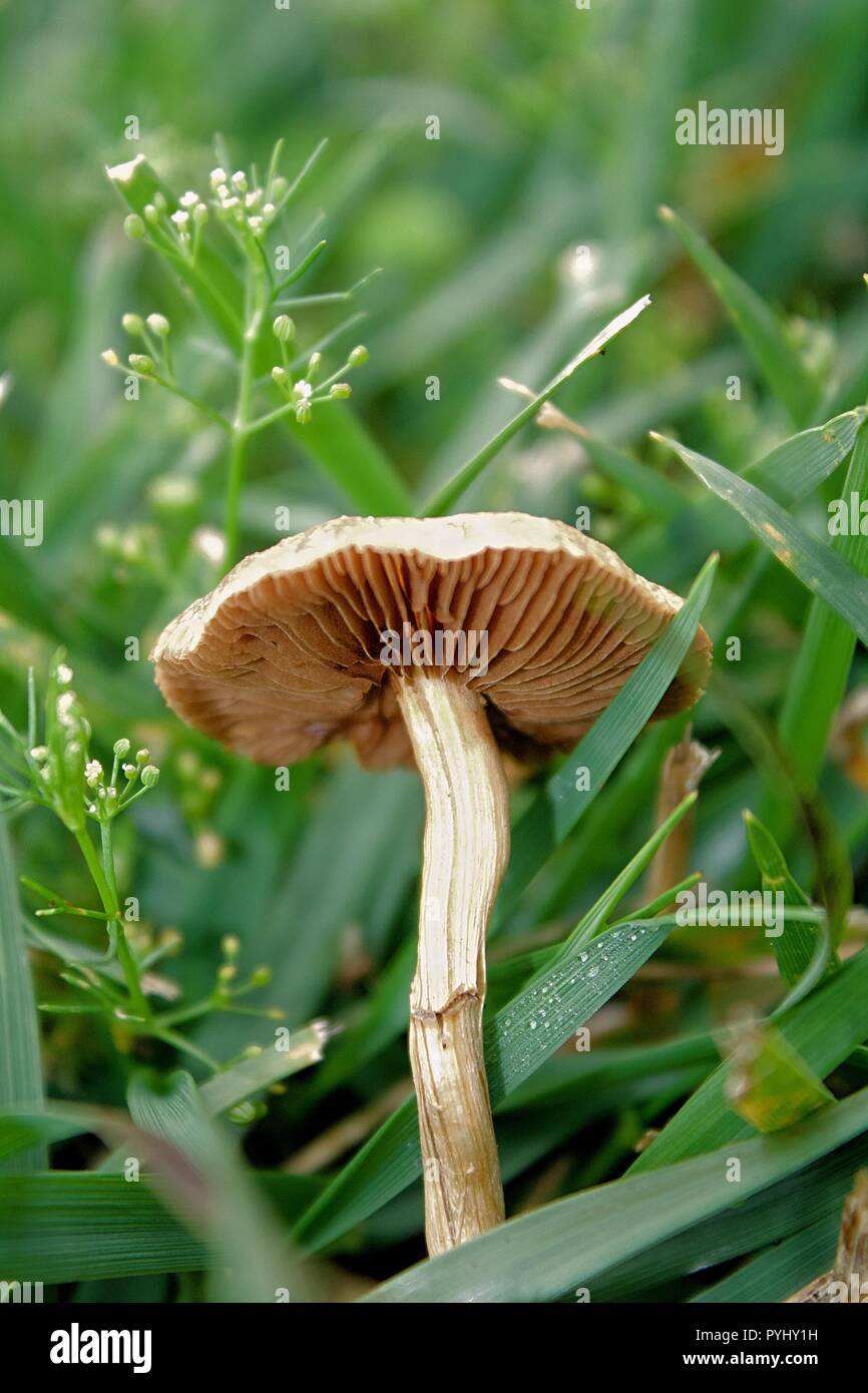 Common garden mushroom in the lawn Stock Photo