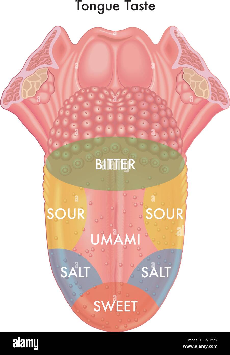 vector medical illustration of schematic map of the tongue taste Stock Vector