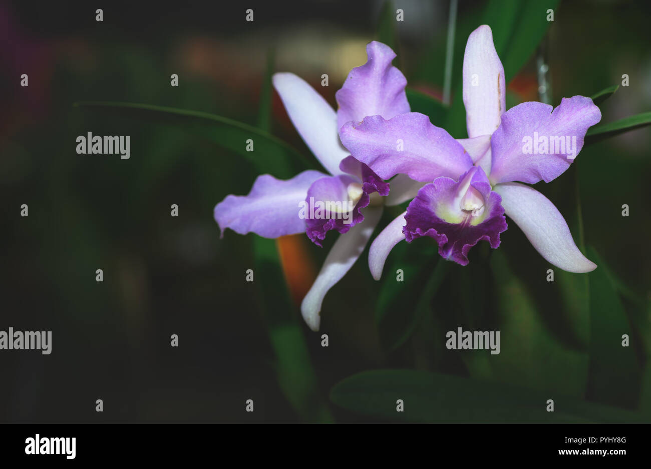 Beautiful violet hybrid Cattleya flower orchid in garden, nature background Stock Photo