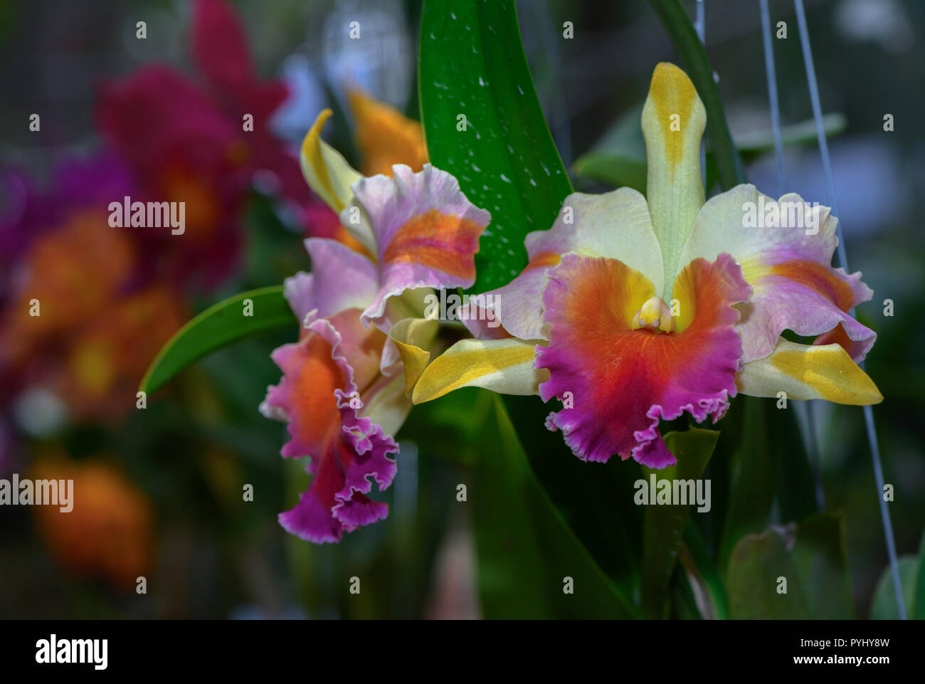 Beautiful hybrid Cattleya flower orchid in garden, nature background Stock Photo