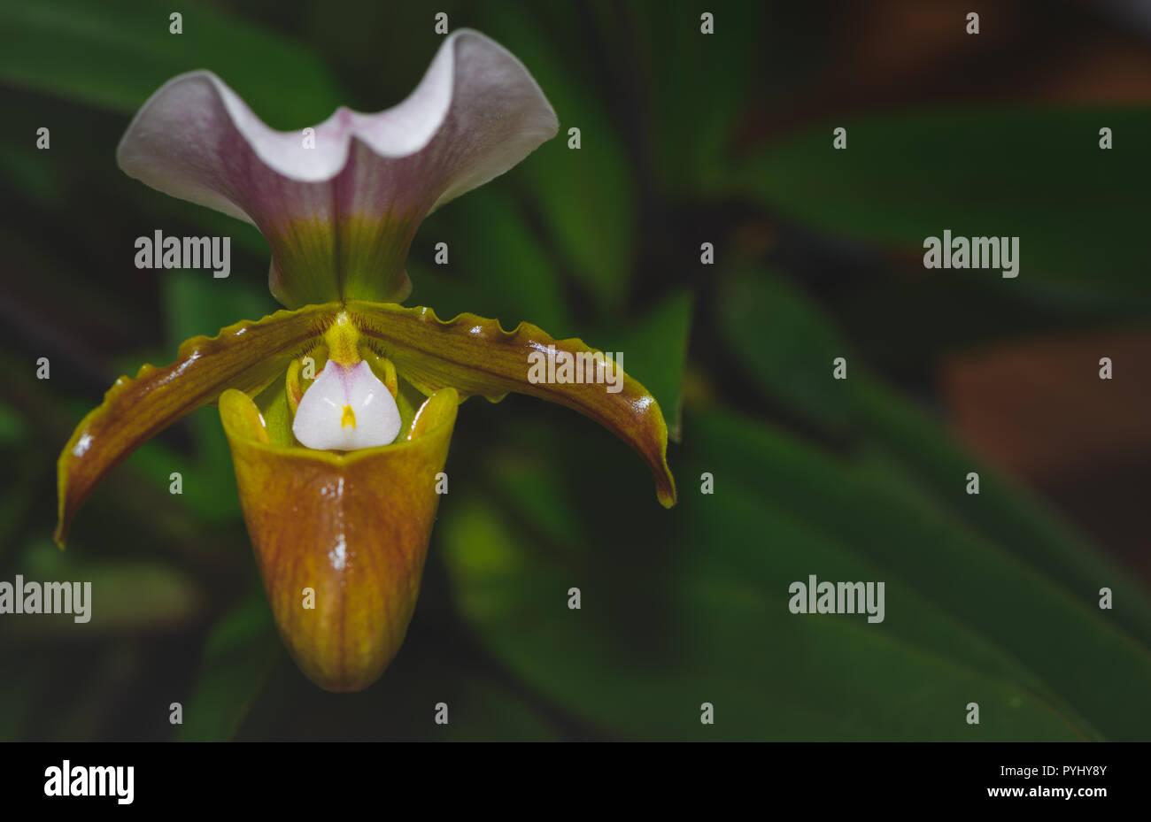 Lady's slipper orchid, aka lady slipper orchid or slipper orchid (Cypripedioideae Paphiopedilum), Stock Photo