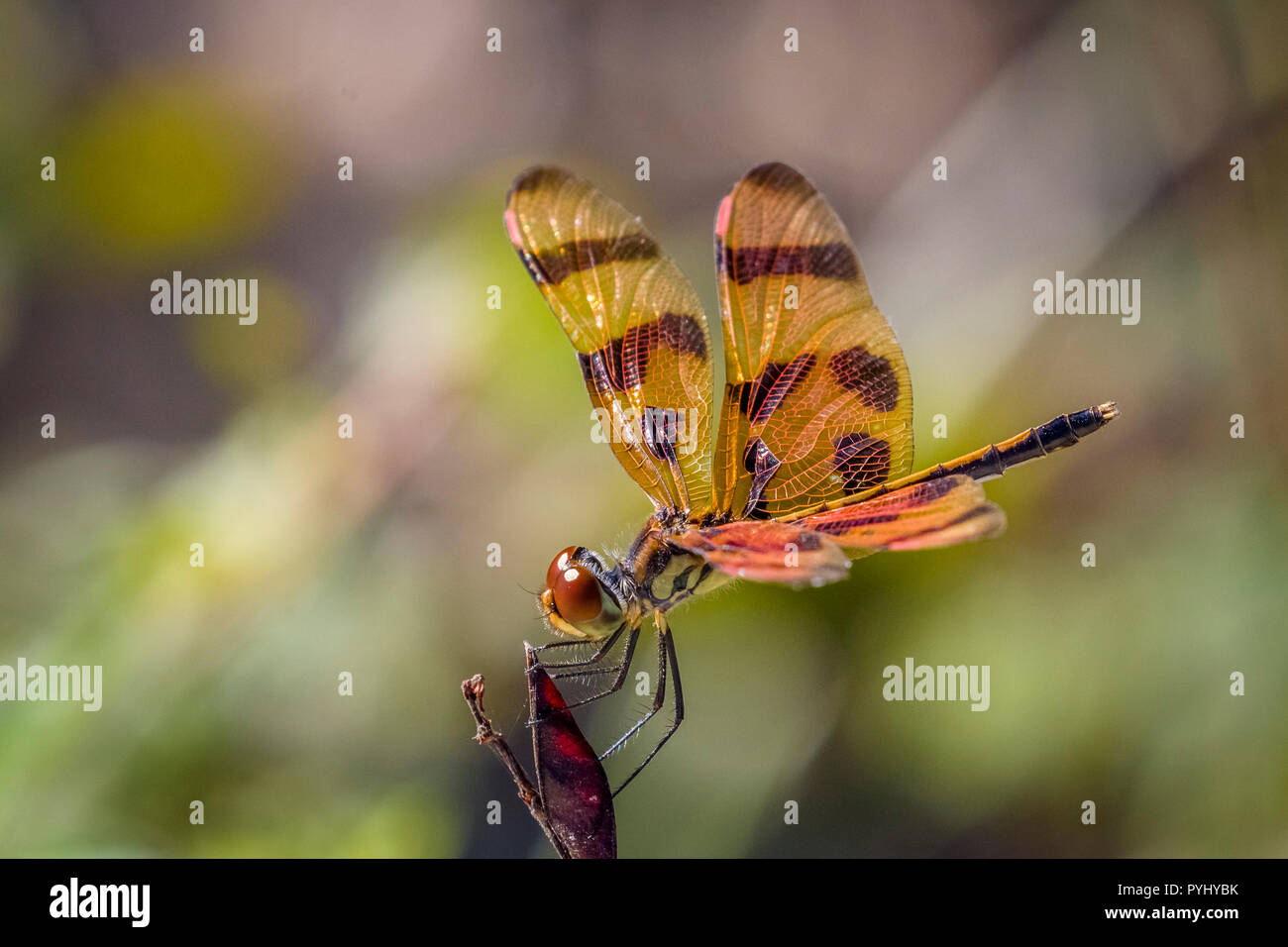 Close up of Halloween Pennant (Celithemis eponina) dragonfly Stock Photo
