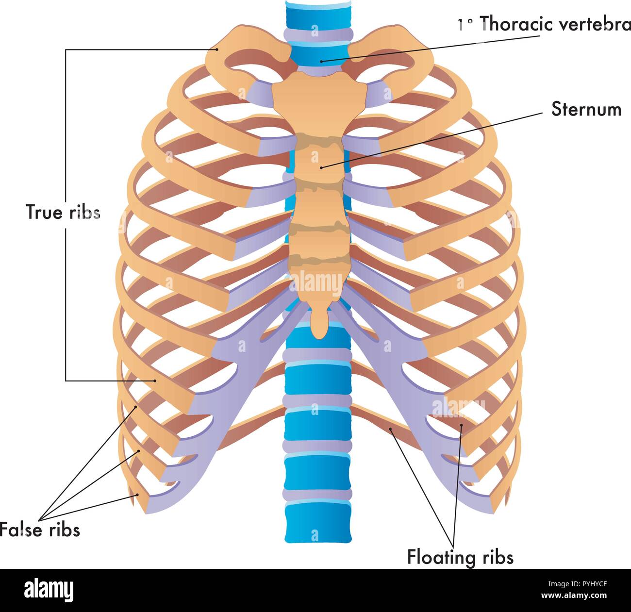 thoracic cage diagram labeled