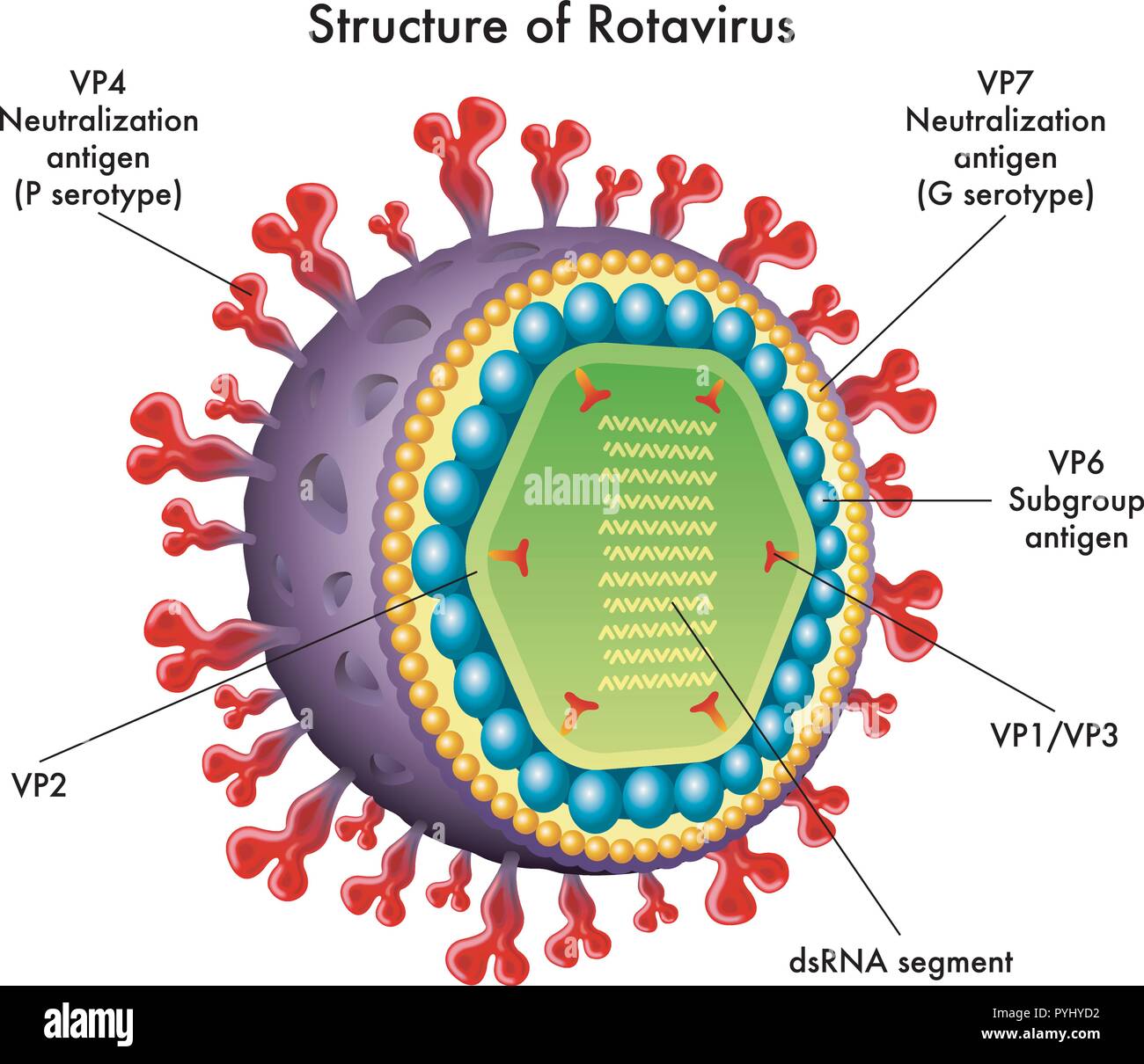 Double Stranded Rna Virus High Resolution Stock Photography And Images Alamy