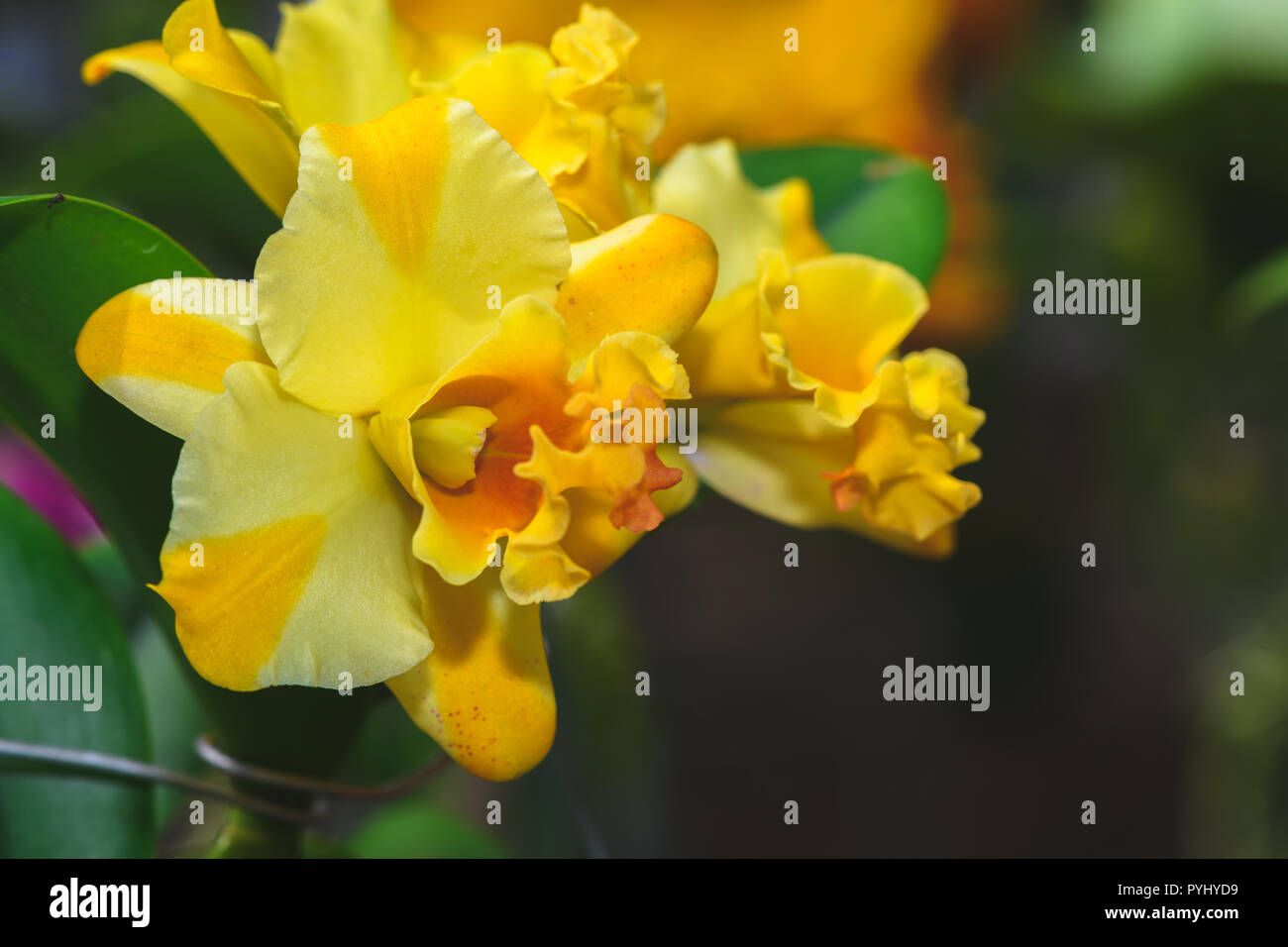 Hybrid yellow Cattleya flower orchids in garden, nature background Stock Photo
