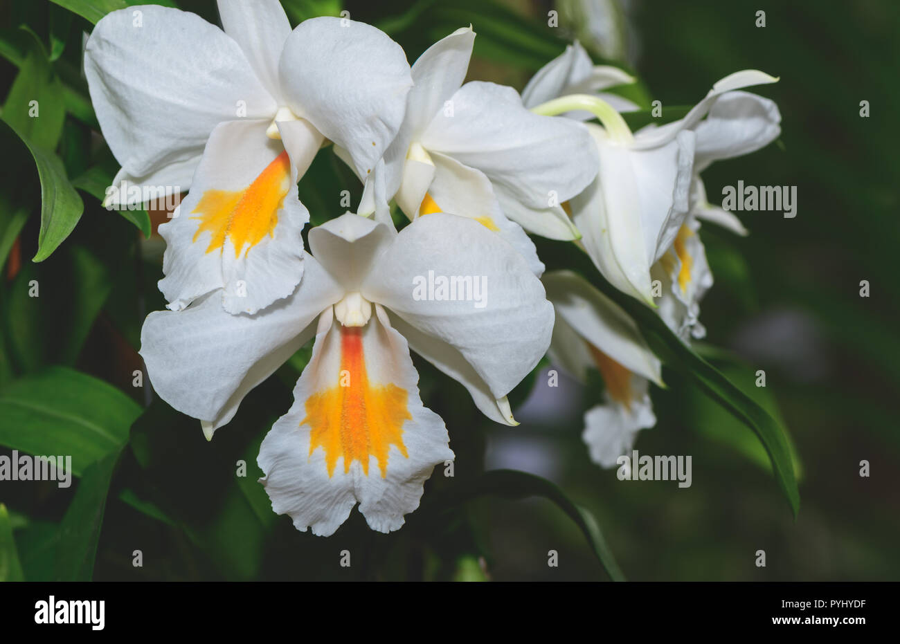 Hybrid white and yellow Cattleya flower orchids in garden, nature background Stock Photo