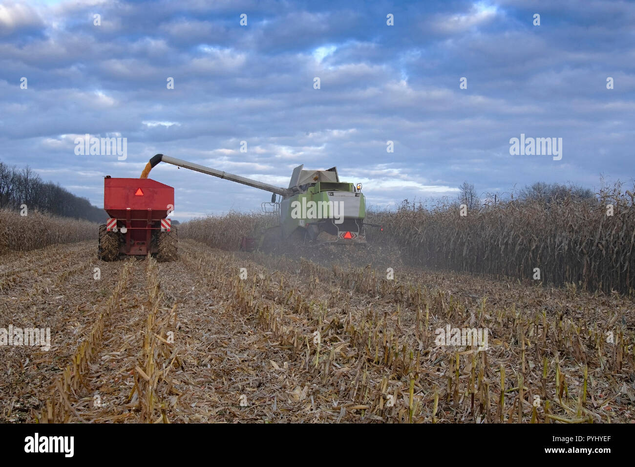 Harvest corn harvester and tractor in corn Stock Photo Alamy