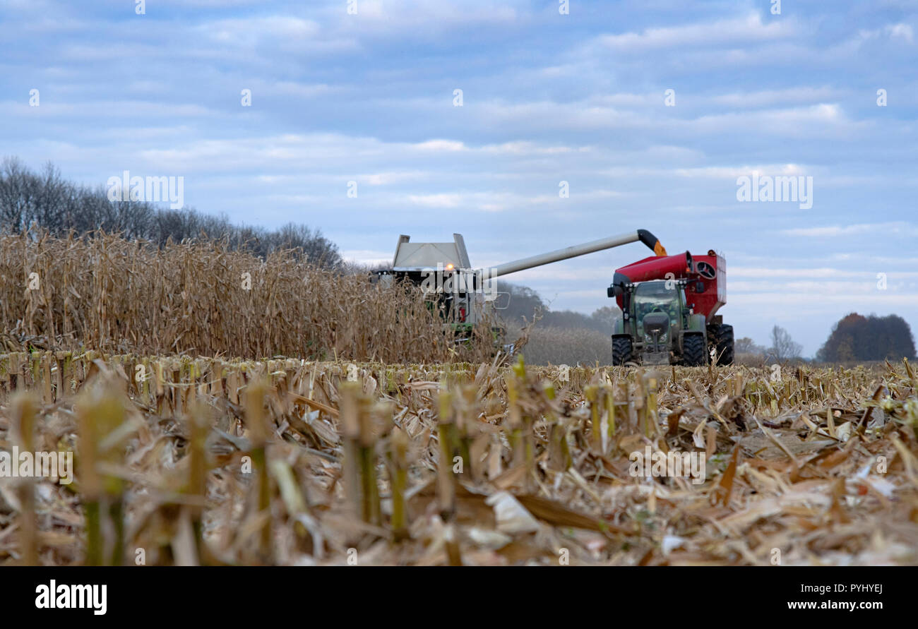 Harvest corn harvester and tractor in corn Stock Photo Alamy