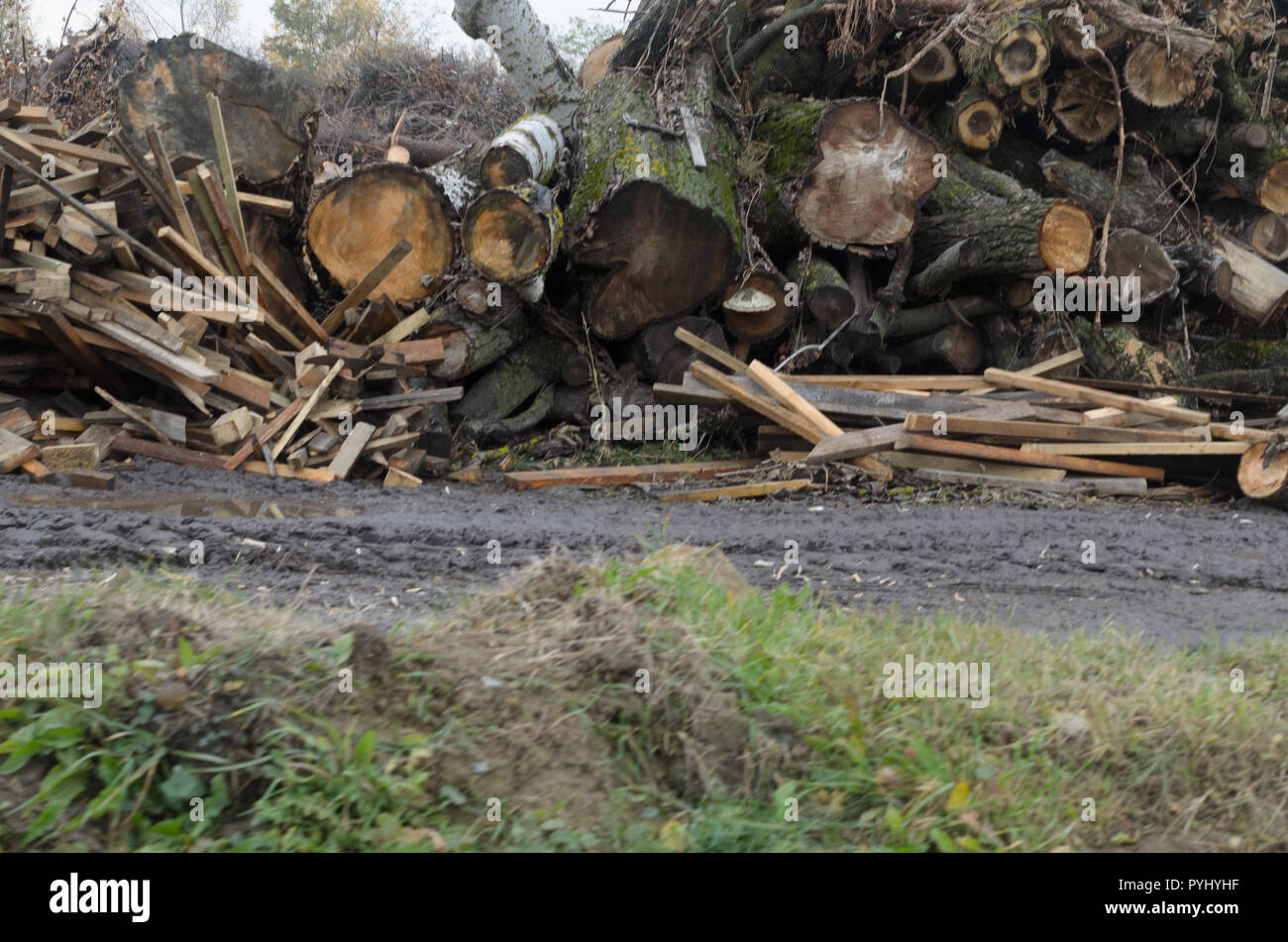 Dump trash from waste wood. The trunks and branches of the tree piled
