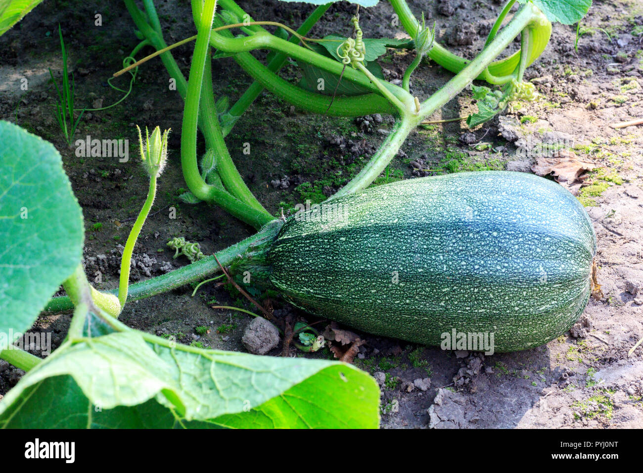 zucchini in the garden Stock Photo Alamy