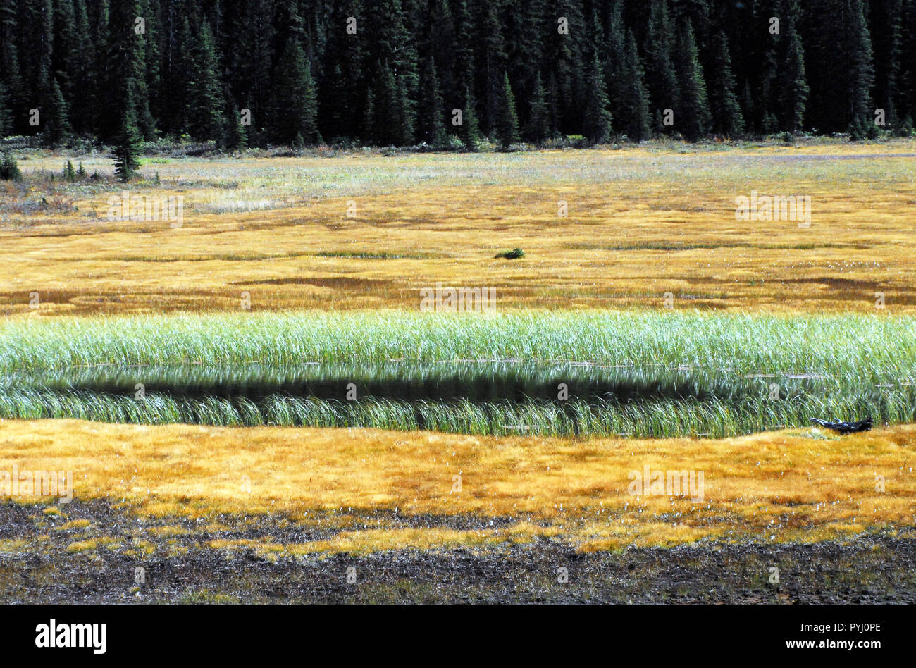 A gorgeous panoramic landscape background of wetlands and dark contrasting forests along the Icefields Parkway in Canada. Stock Photo