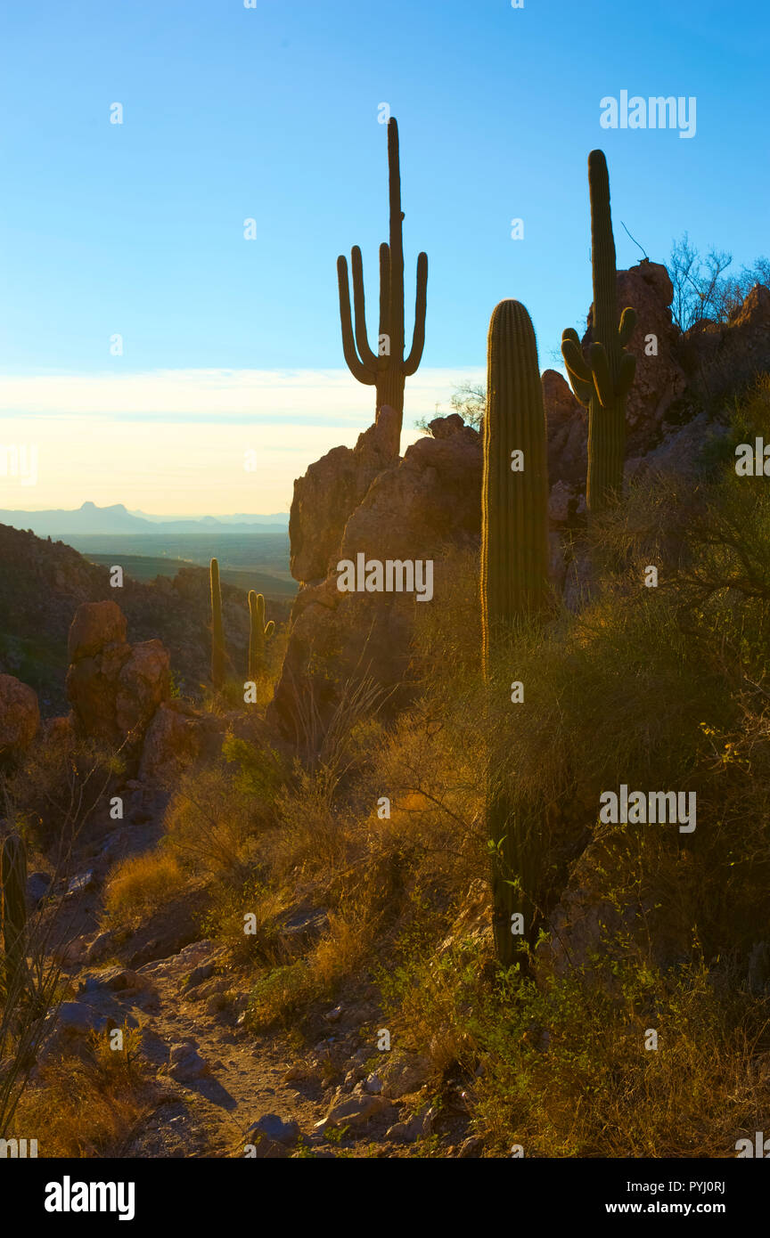 View to Tucson, Az, from Mount Lemmon Stock Photo