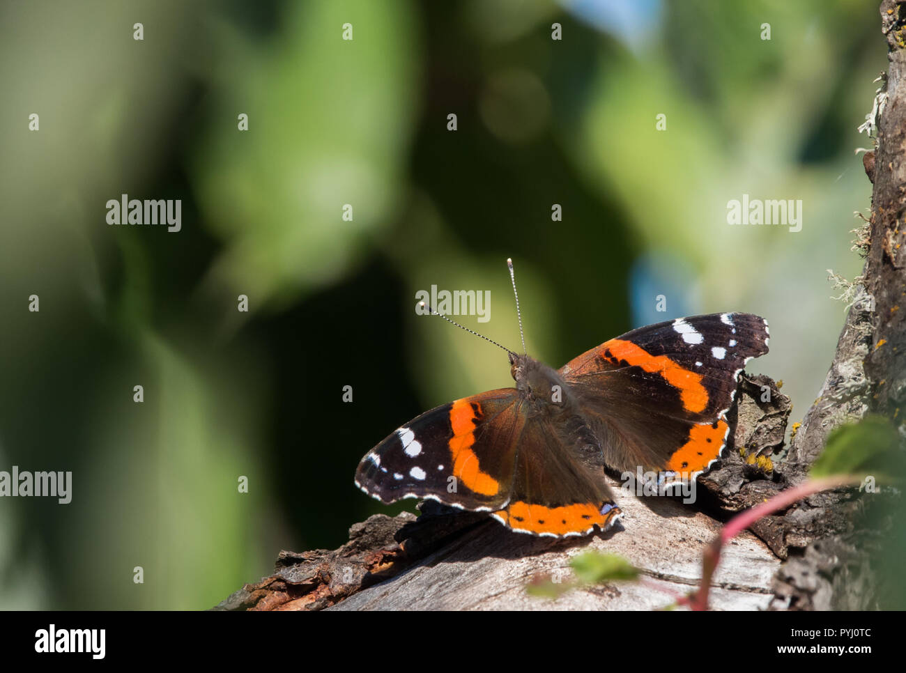 A Red Admirable butterfly (Vanessa atalanta) resting on a tree limb, with green background. Stock Photo