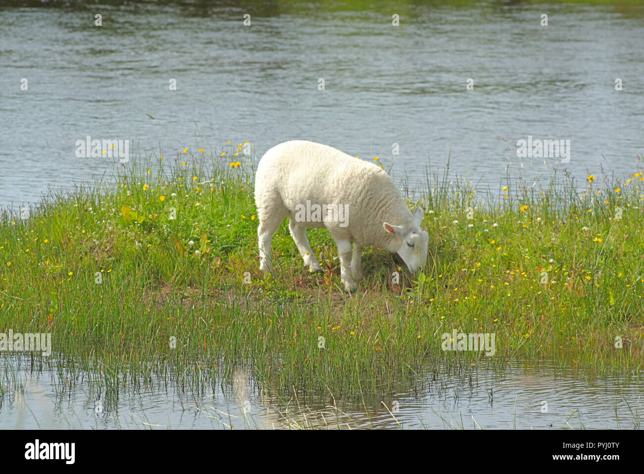 Small lamb grazing on an island of grass on a lake iwith reflection in water Stock Photo