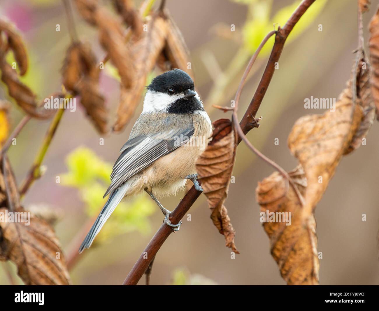 A Black-capped Chickadee (Poecile atricapillus) perched on a branch with dead autumn leaves. Stock Photo