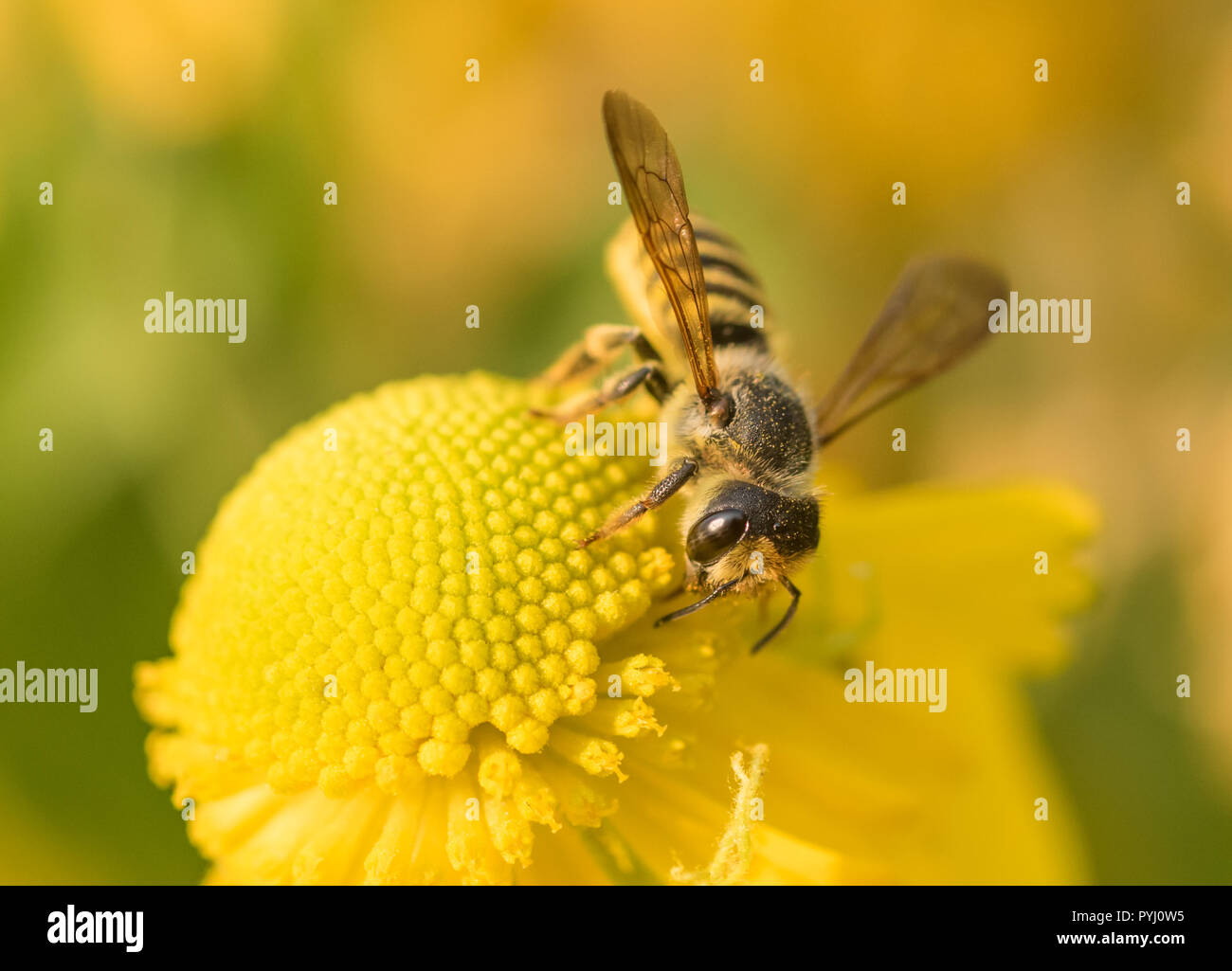 A solitary Leafcutter Bee (Megachile) gathering nectar and pollen from a yellow Sneezeweed flower (Helenium autumnale) Stock Photo