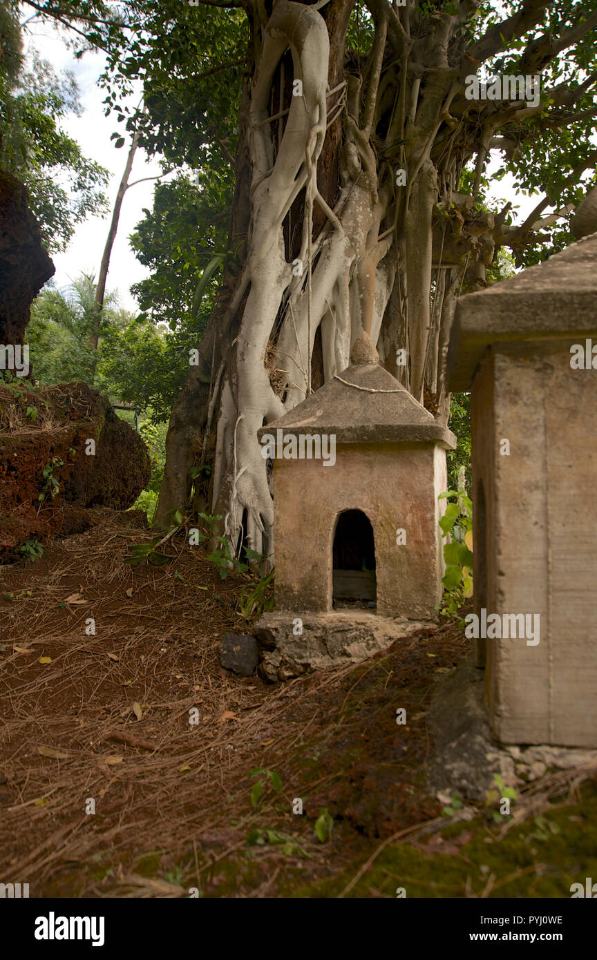 Shrines and banyan tree in Kauai Stock Photo