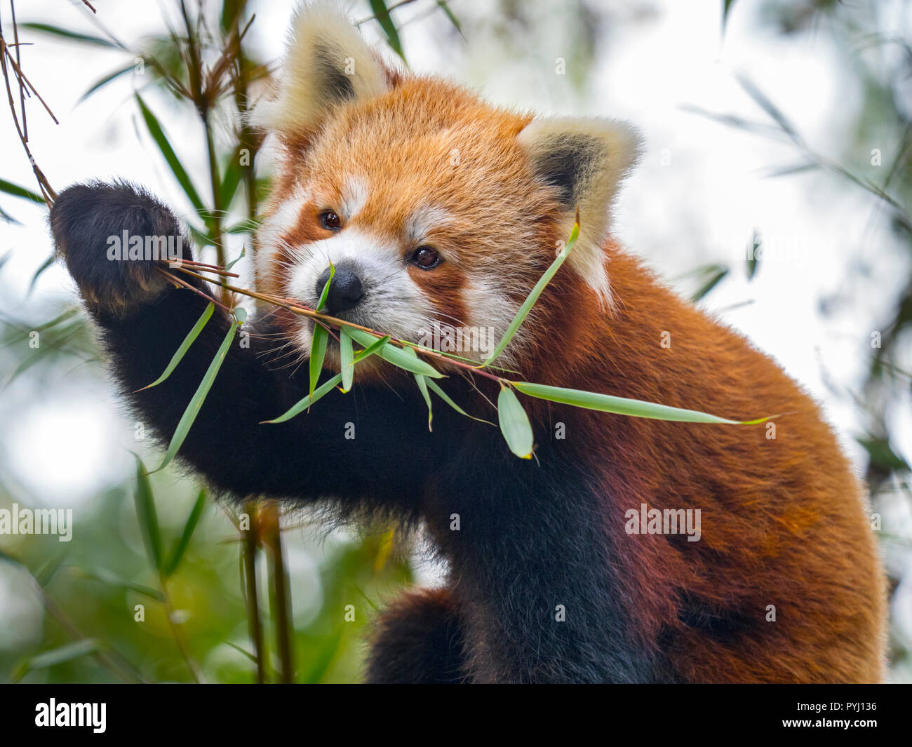 Red Panda Bamboo High Resolution Stock Photography and Images - Alamy