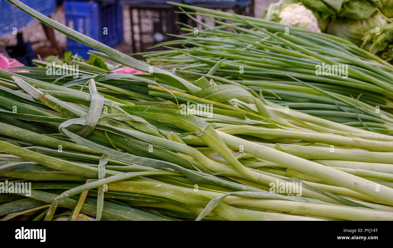 LBS POSSIBLE! 30 GIANT LEEK SEEDS 2019 18