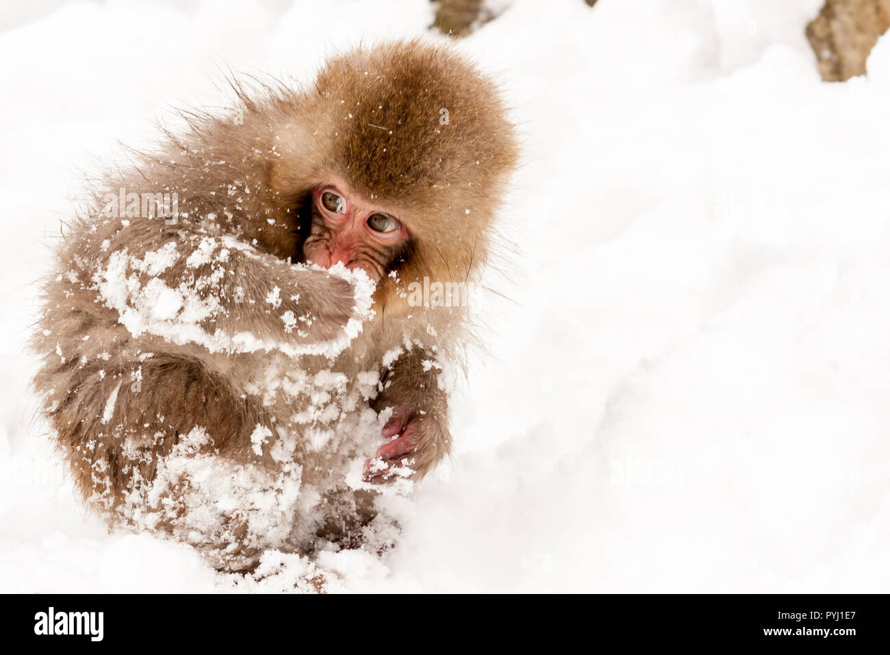 Little cute japanese snow monkey playing in the snow. Nagano Prefecture, Japan. Stock Photo
